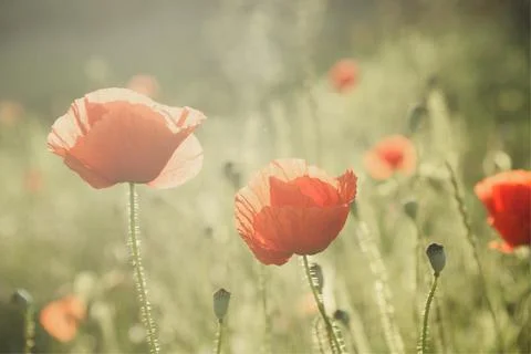 Poppy Fotos de archivo