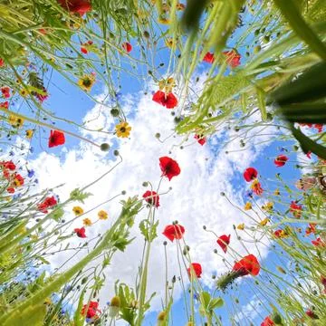 Poppy Foto stock