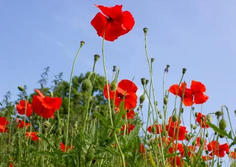 Poppy Stock Photos