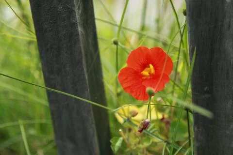 Poppy Stock Photos