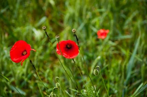 Poppy Stockfoto's