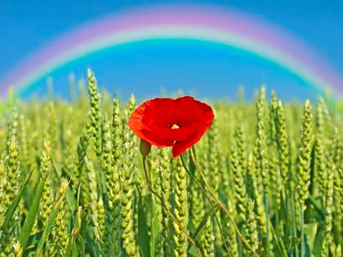 Poppy with rainbow Stock Illustration