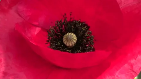 Poppy red background 스톡 동영상 106266761
