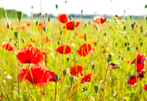 Poppy red Stock Photos