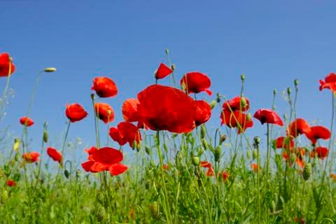 Poppy red Stock Photos