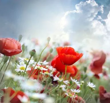 Poppy red Stock Photos