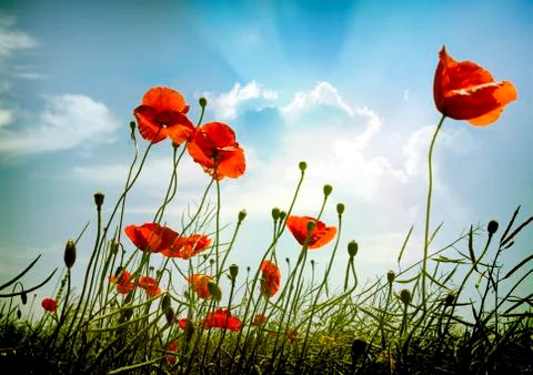 Poppy red Stock Photos