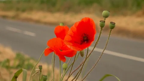 Poppy at roadside Stock Footage 92764469
