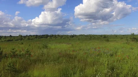 Poppy on the russian field Video stock 77490338