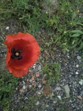 Poppy seen up close Stock Photos