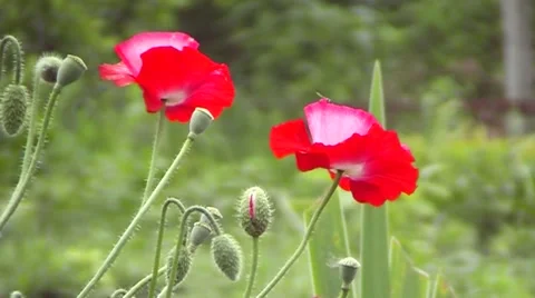 Poppy, a slight breeze.The boxes of the field poppy sway. Stock Footage 65464597