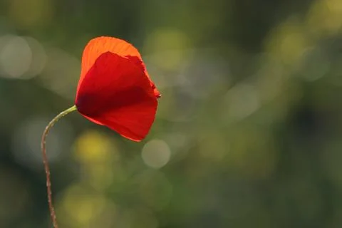Poppy in spring on a nice background Stock-Fotos