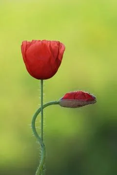 Poppy in spring Stock-Fotos
