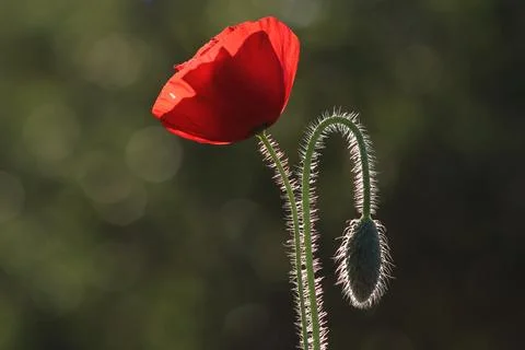 Poppy in spring Stock-Fotos