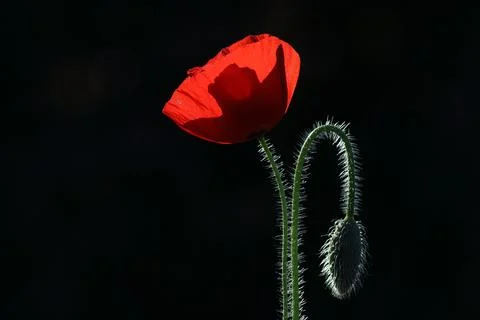 Poppy in spring Stock-Fotos