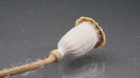 Poppy stem with a head close-up. Macro. Dried flower. Stock Footage 140472147