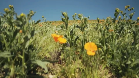 Poppy Summer Field Stock Footage 82273671