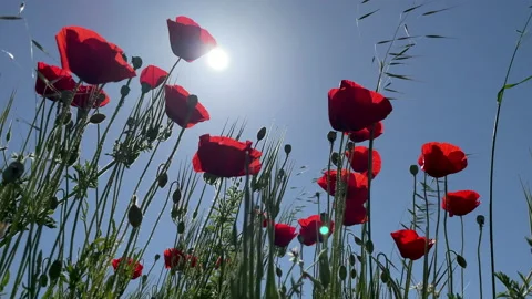 Poppy with sun Stockbeeldmateriaal 155281909
