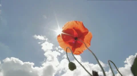 A poppy in the sunshine Stock Footage 24669281