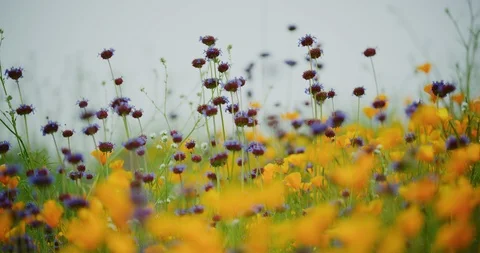 Poppy super bloom of 2019. Millions of poppy plants can be seen at Lake Stock Footage 115092853