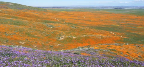 Poppy super bloom and desert wildflowers R3D Stock Footage 136404553
