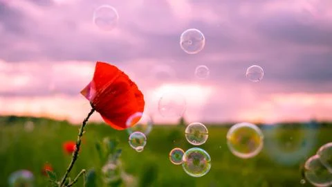 Poppy surrounded by soap bubbles Stock Photos
