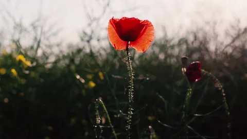Poppy swaying in the wind Video stock 165517140