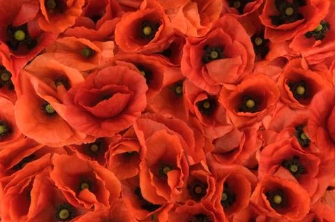 Poppy texture Stock Photos