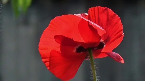 Poppy, textured front. Stock Footage 71012532