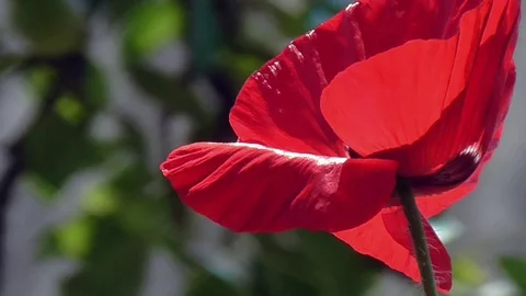 Poppy, textured front. Stock Footage 71012752