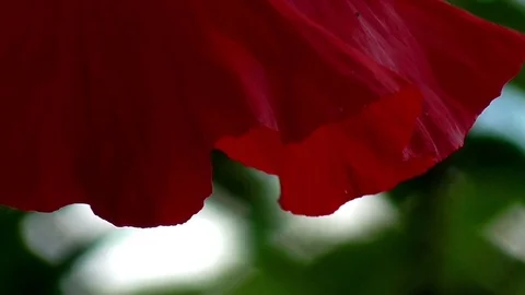 Poppy, textured front. Stock Footage 71012758