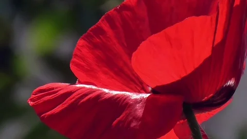 Poppy, textured front. Stock Footage 71012961