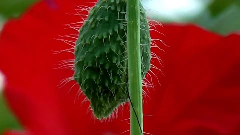 Poppy, textured front. Stock Footage 71013698