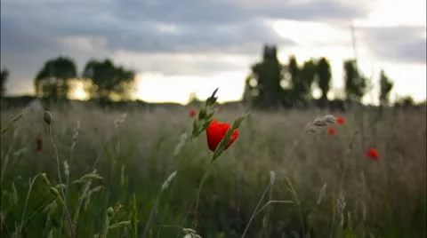Poppy Timelapse Stock Footage 10794396