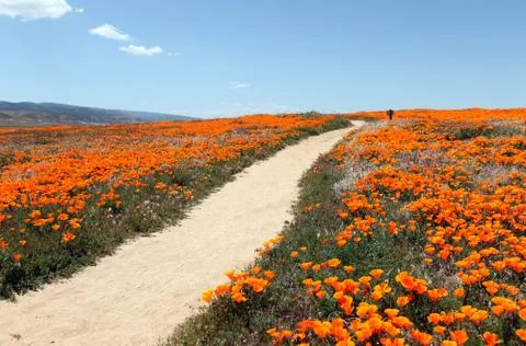 Poppy trail Stock Photos