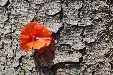 Poppy on a tree Stock Photos