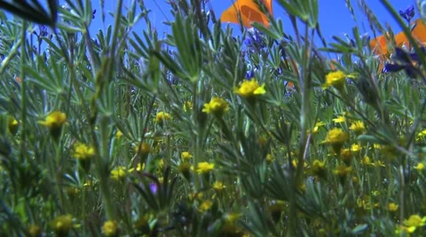 Poppy uplift Stock Footage 1002339