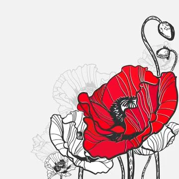 Poppy vector frame card flower red black Stock Illustration