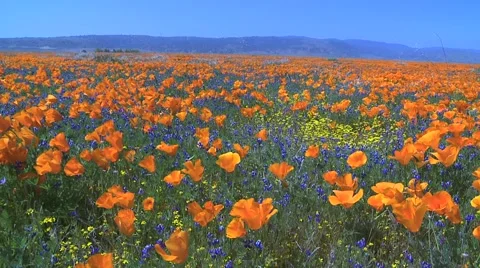 Poppy walk Stock Footage 1002343