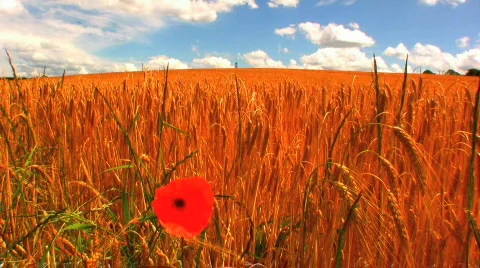 Poppy in a wheat field Stock Footage 139438