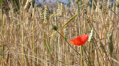 Poppy in wheat field Stock Footage 26157176