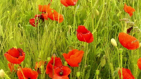Poppy on a wheat field. Stock Footage 34409566