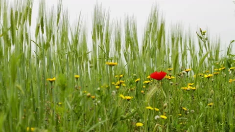 Poppy in the wheat moved by the wind Stock Footage 153804368