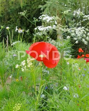 Poppy in wildflowers Stock Photos