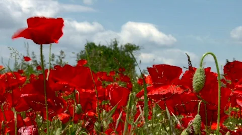 Poppy in the wind Stockbeeldmateriaal 513549