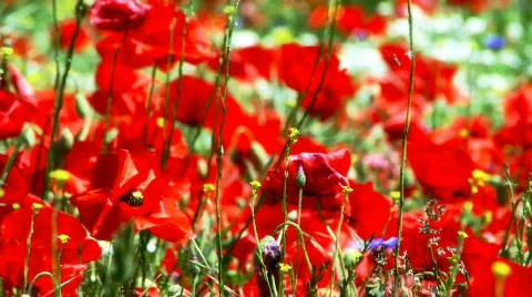 Poppy in the wind Stock Footage 514806