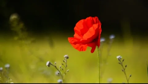 Poppy in the wind Stock Footage