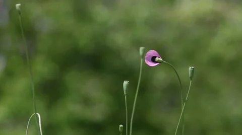 Poppy in wind Stock Footage 48428431