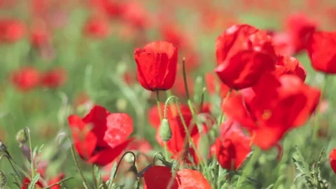 Poppy on the wind Stock Footage 79011382