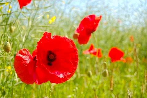 Poppy Wind Stock Photos